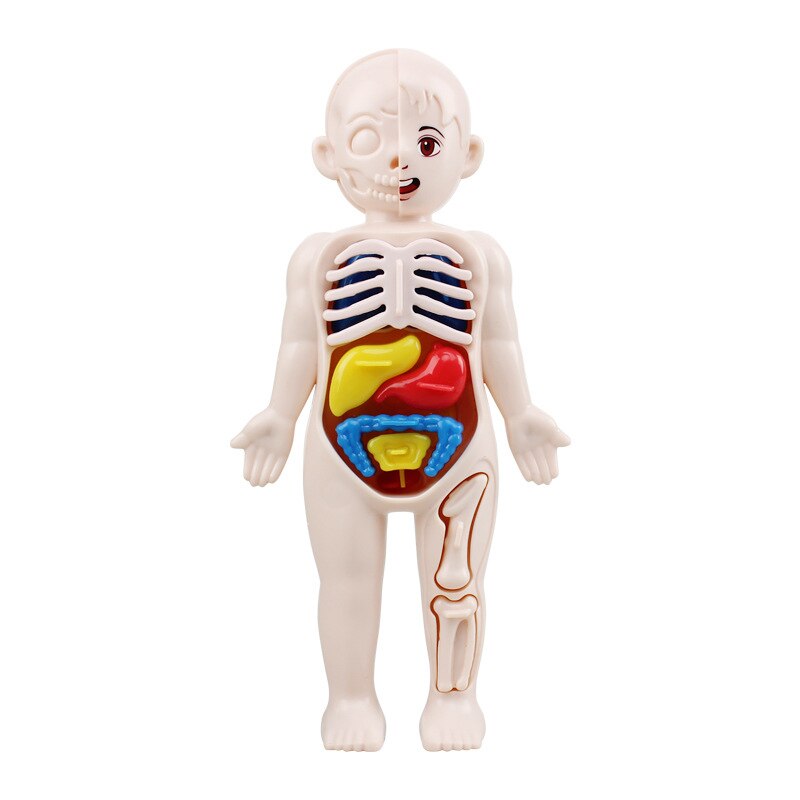 Montessori Body Parts™- Corpo Umano